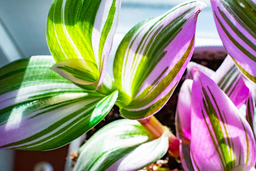 pink and green flower in close up photography