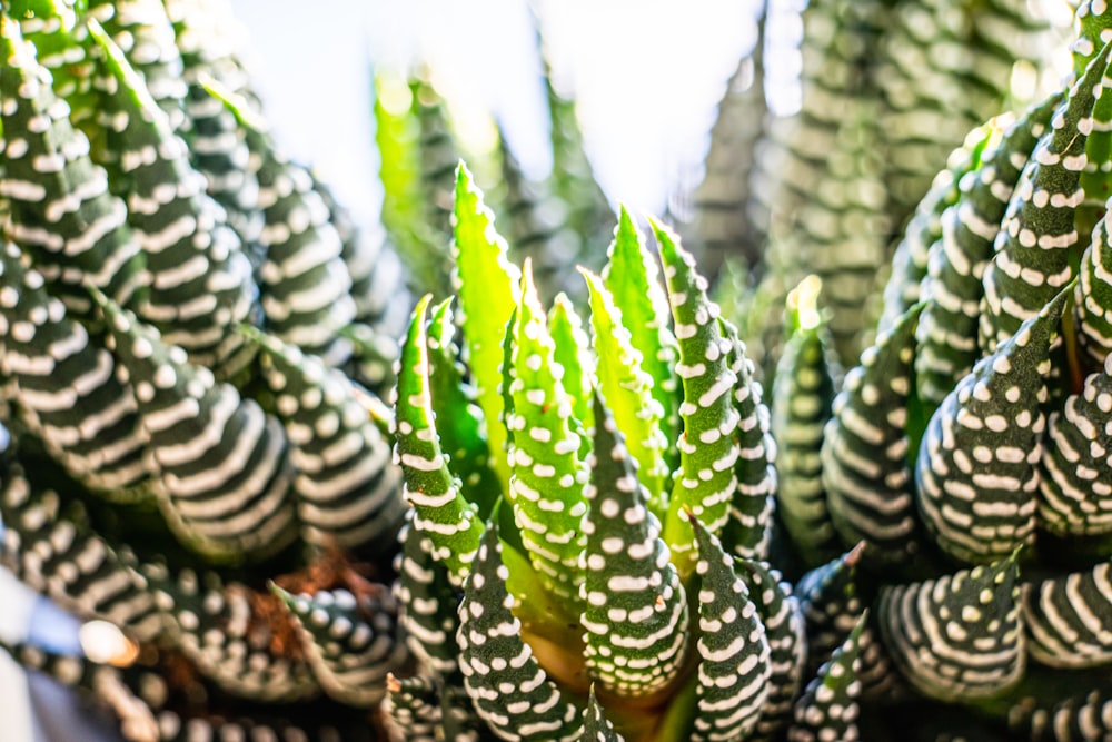 緑と茶色のサボテン植物