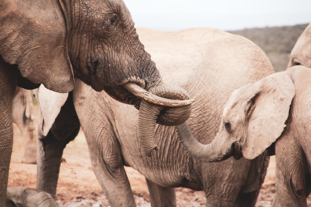 2 elephants walking on brown sand during daytime