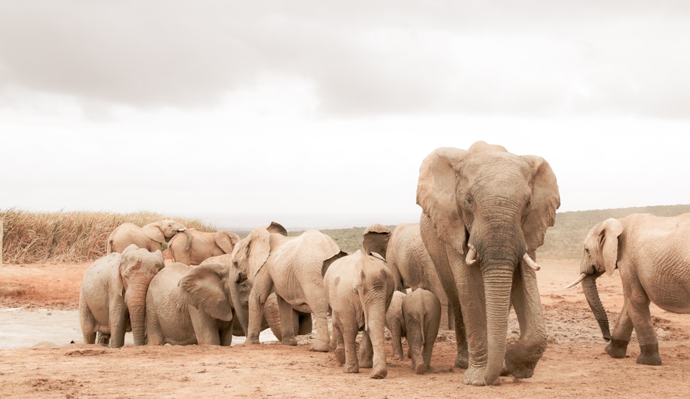 group of elephant walking on brown sand during daytime