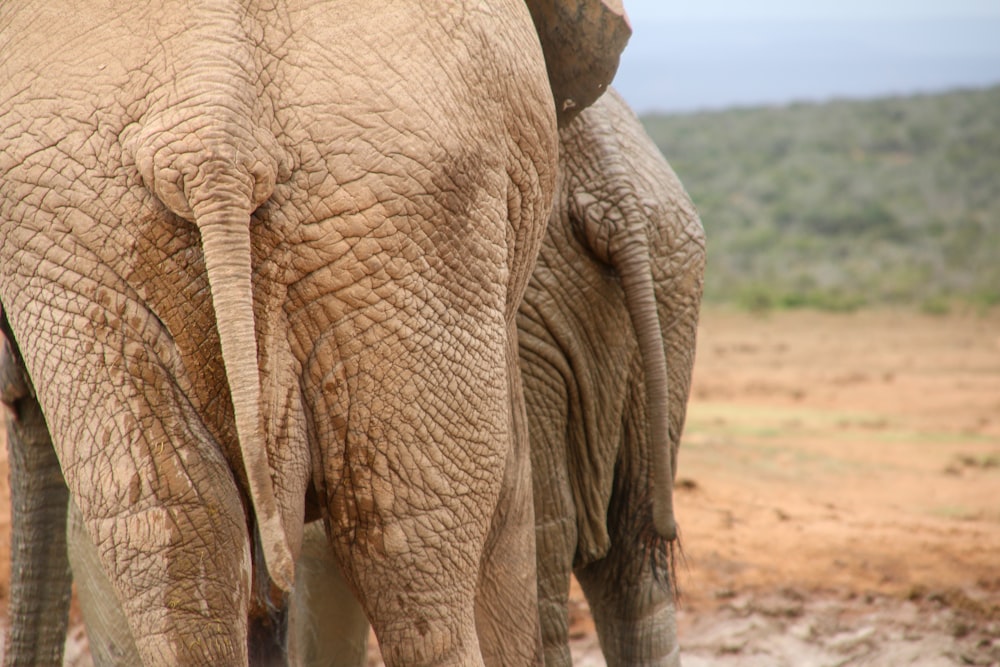 elephant walking on brown soil during daytime