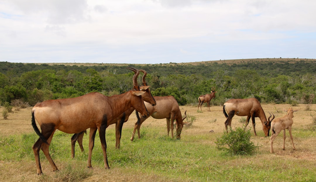 brown animal on green grass field during daytime