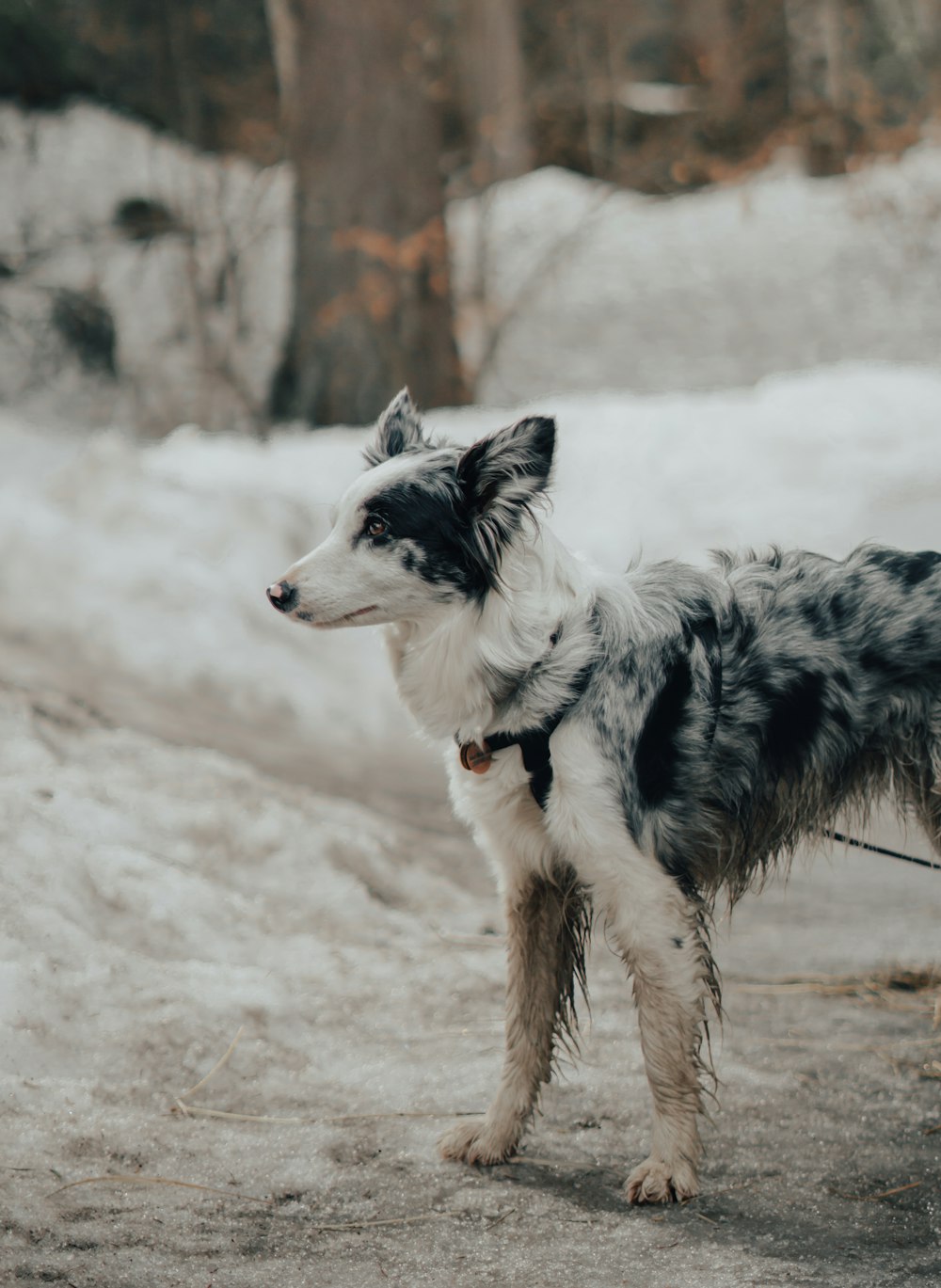 white and black border collie mix puppy