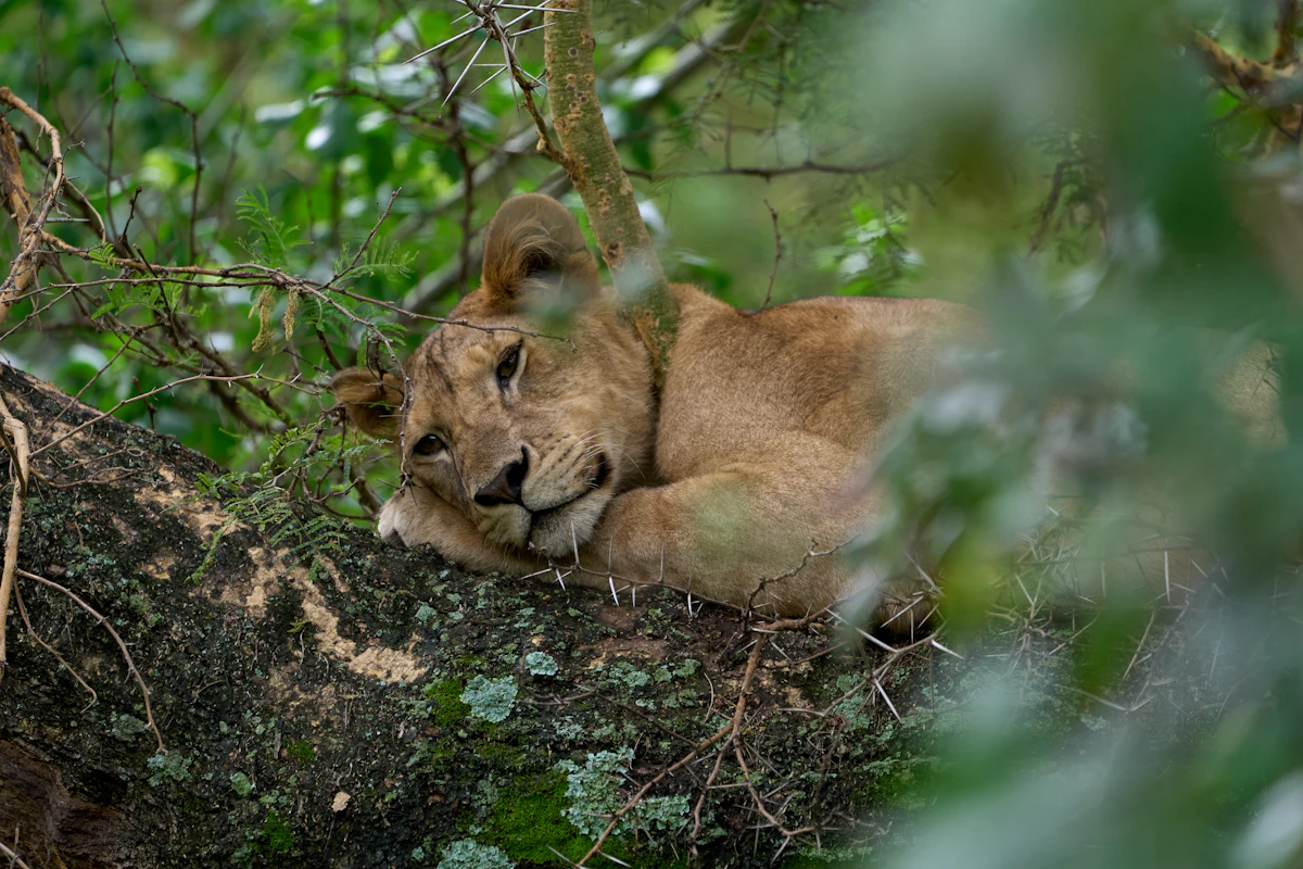 A young lion resting on a thick tree branch among green leaves