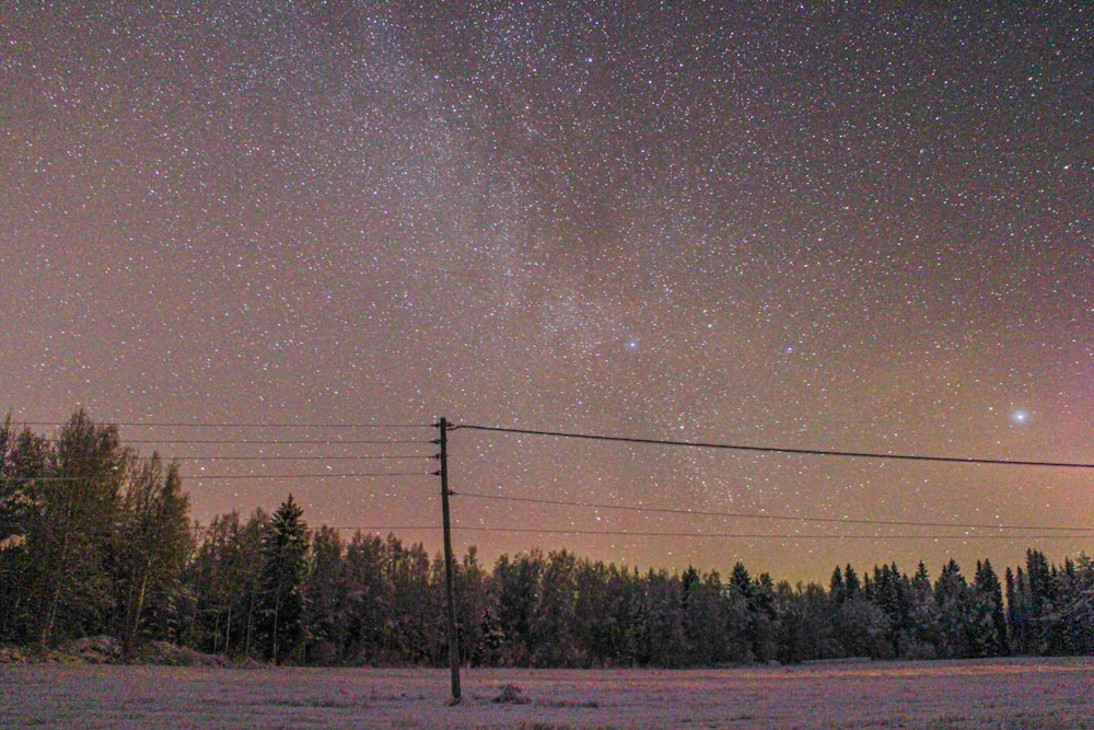 green trees under starry night