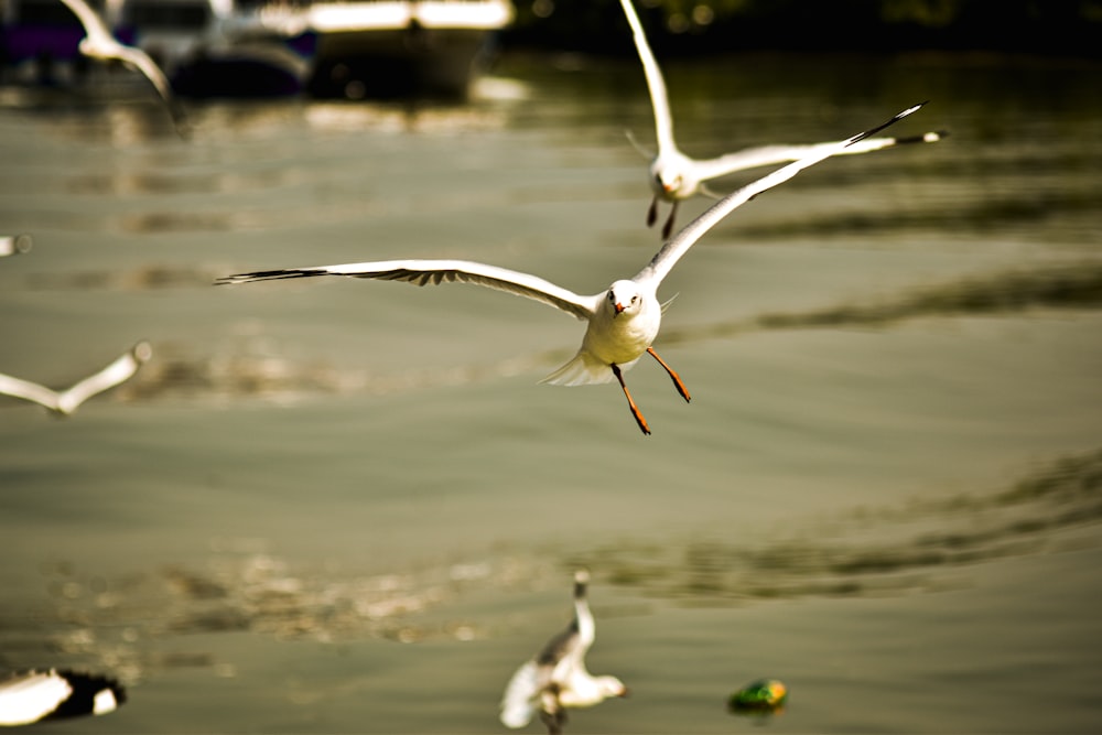 oiseau blanc volant au-dessus d’un plan d’eau pendant la journée