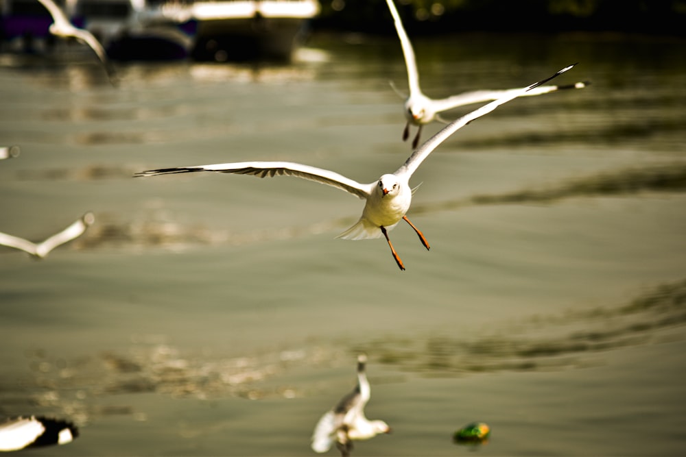 낮 동안 물 위를 날아다니는 흰 새