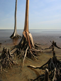 A misty ocean shoreline at dawn, with tall roots visible in shallow water, suggesting steady growth from the depths.