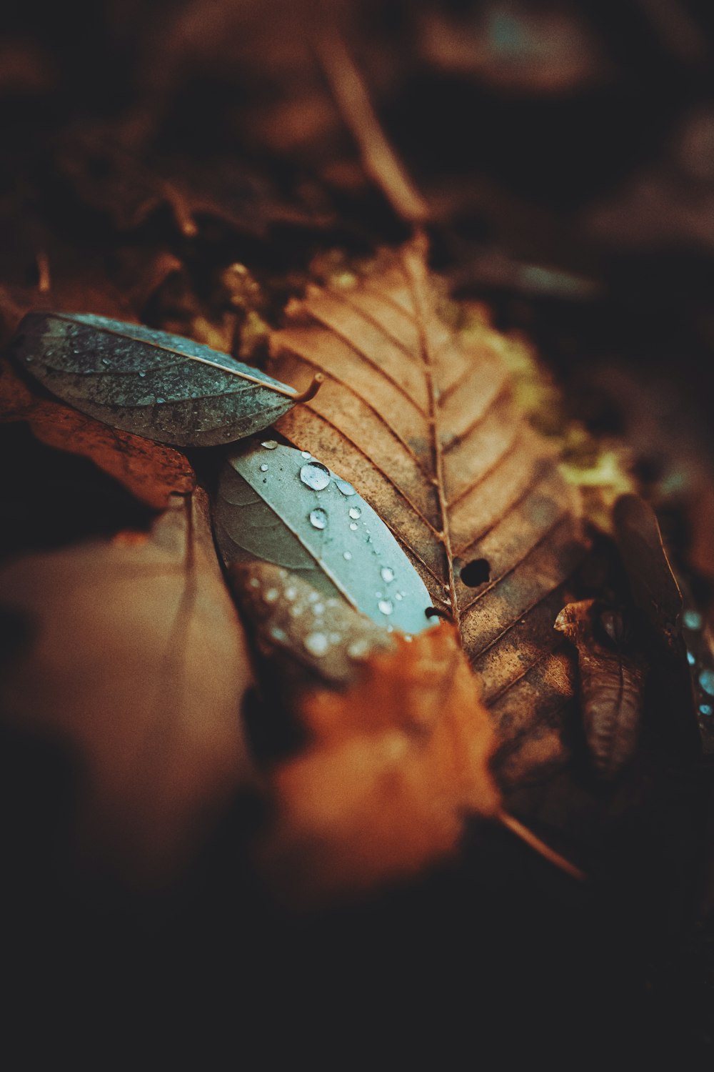 water droplets on brown leaf