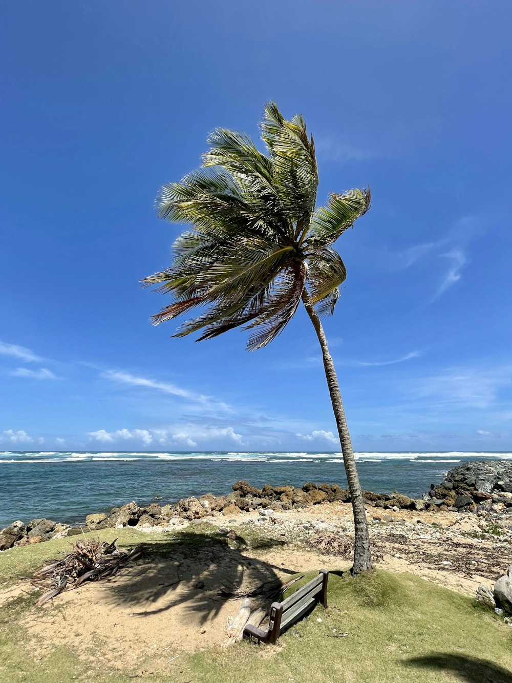 palm tree on brown rock near sea during daytime
