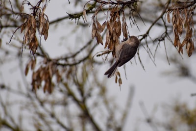brown bird on brown tree branch during daytime