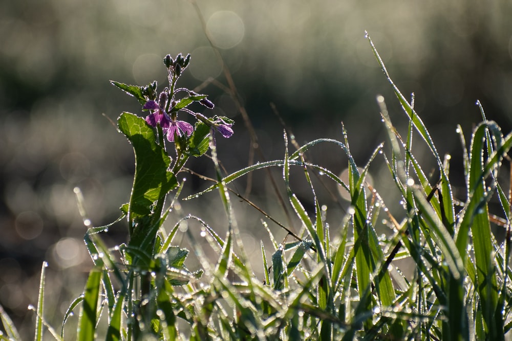 purple flower on green grass during daytime