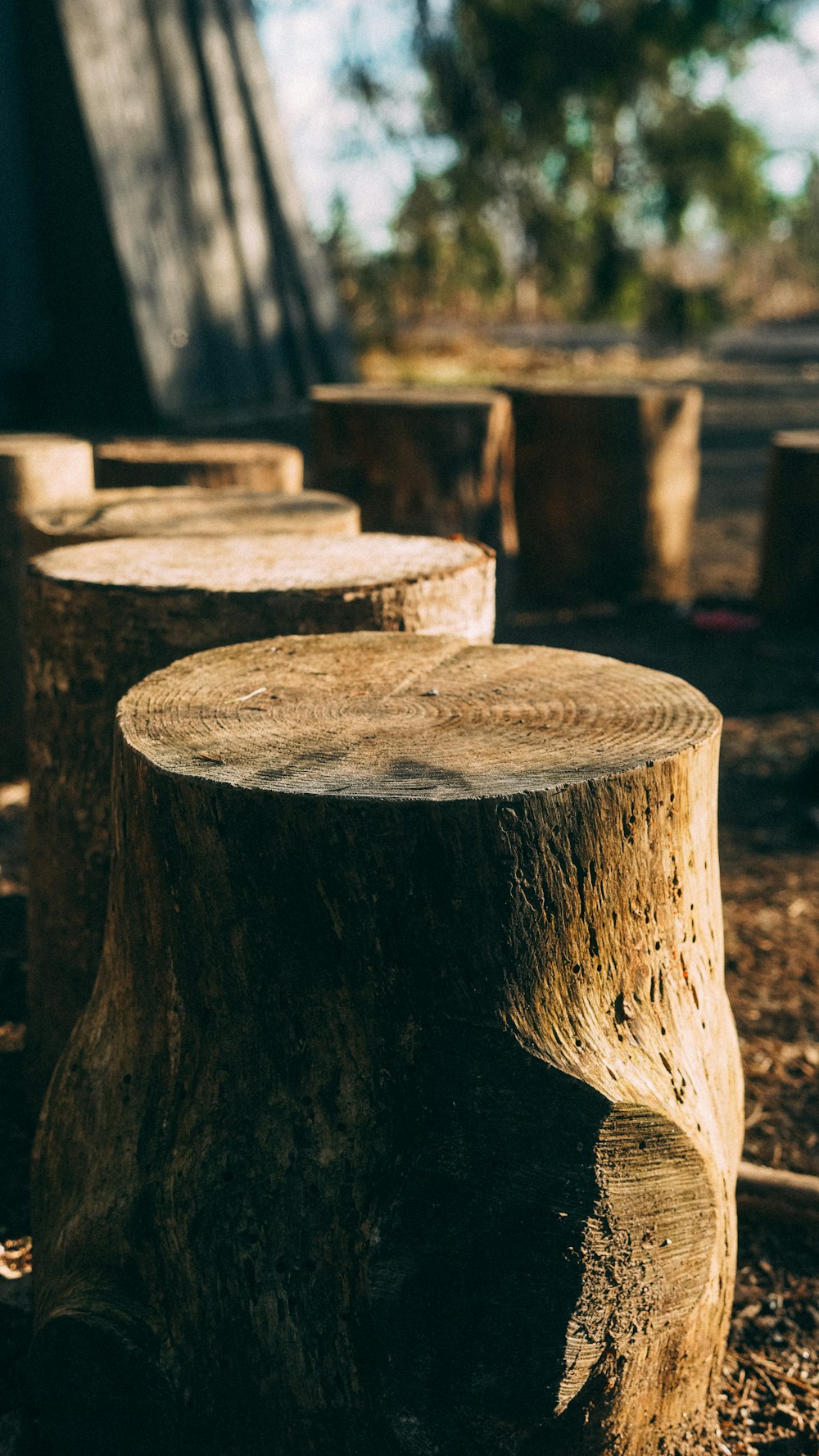 tronco de madera marrón en fotografía de primer plano