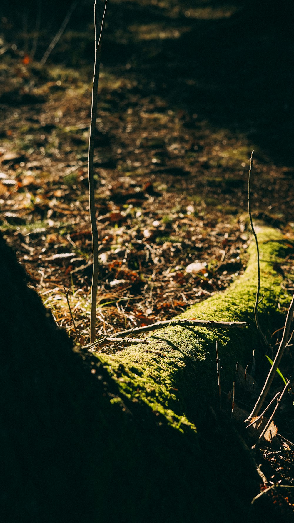 brown dried leaves on ground