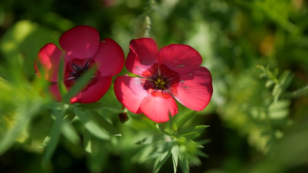 red flower in tilt shift lens