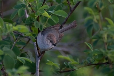 brown and white bird on tree branch
