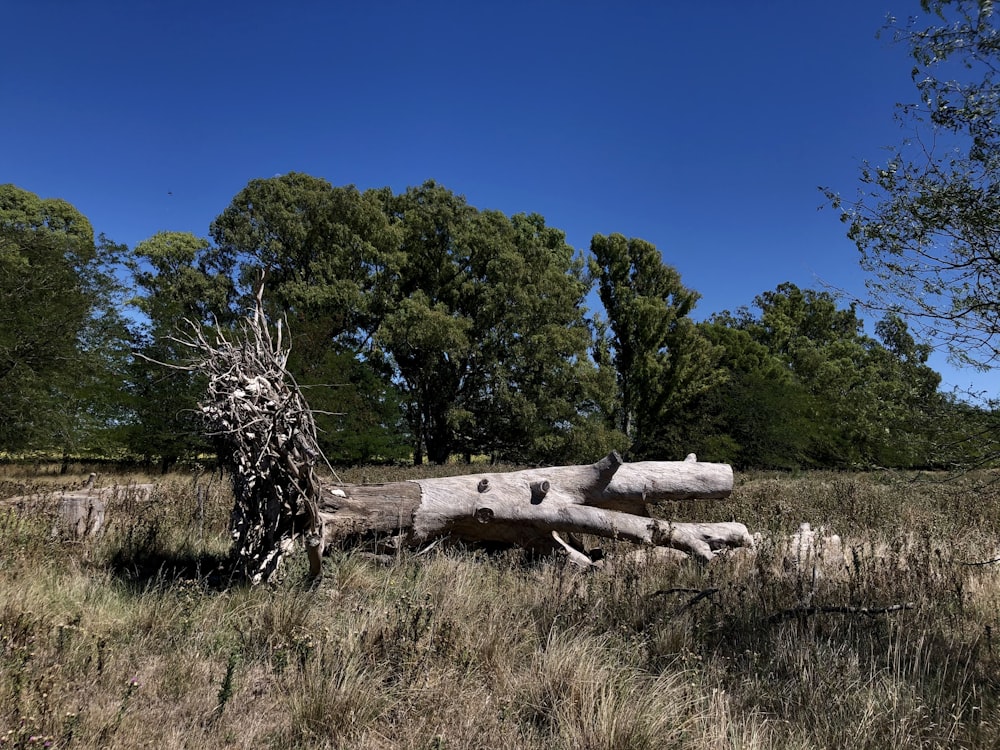 brown wooden log on green grass field during daytime