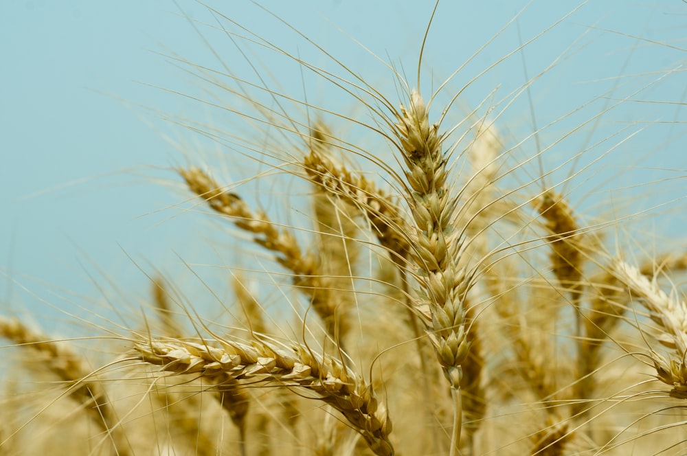 brown wheat field during daytime