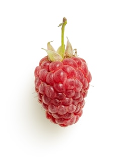 Large single red raspberry close up