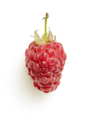 Large single red raspberry close up