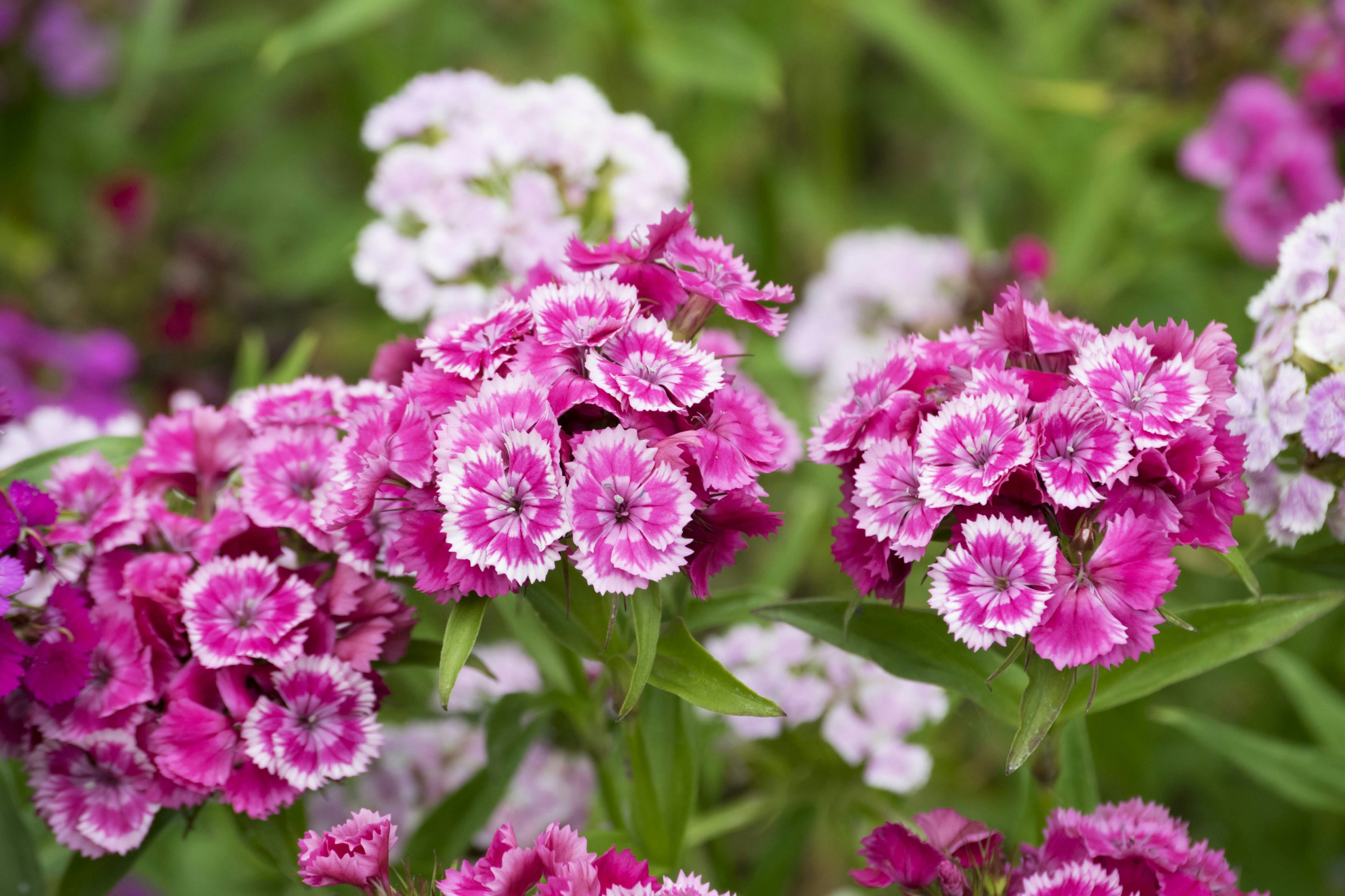 Photo by mariuskarotkis