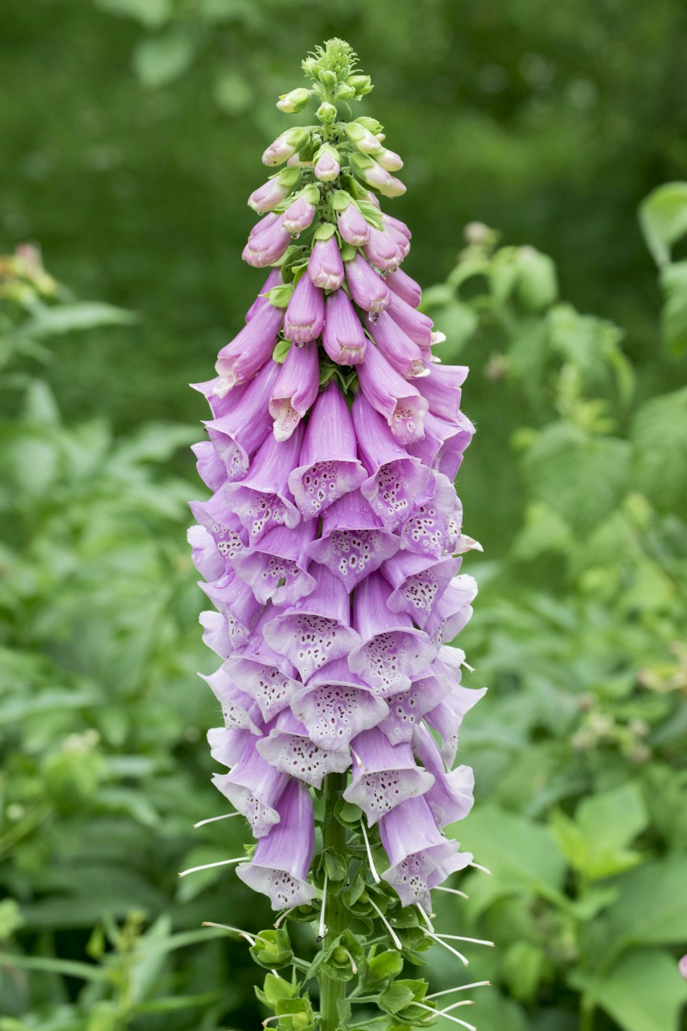 purple flower in tilt shift lens