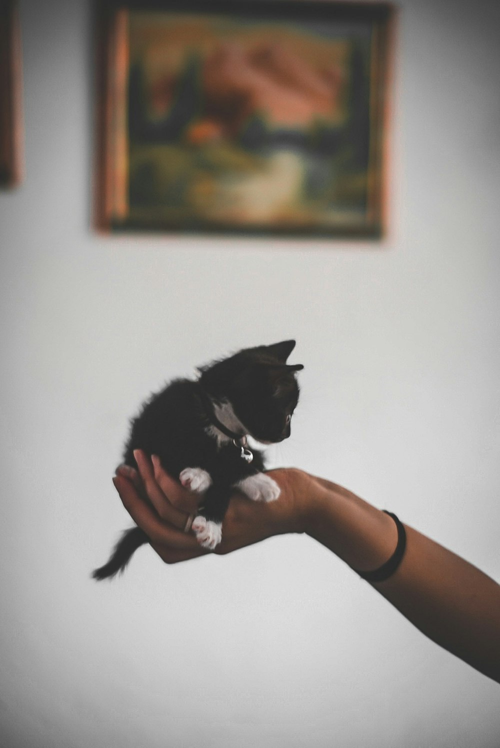persona sosteniendo un gato blanco y negro