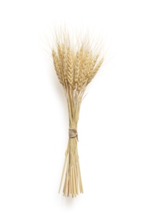 Bundles of freshly harvested wheat stacked neatly against a natural beige backdrop.