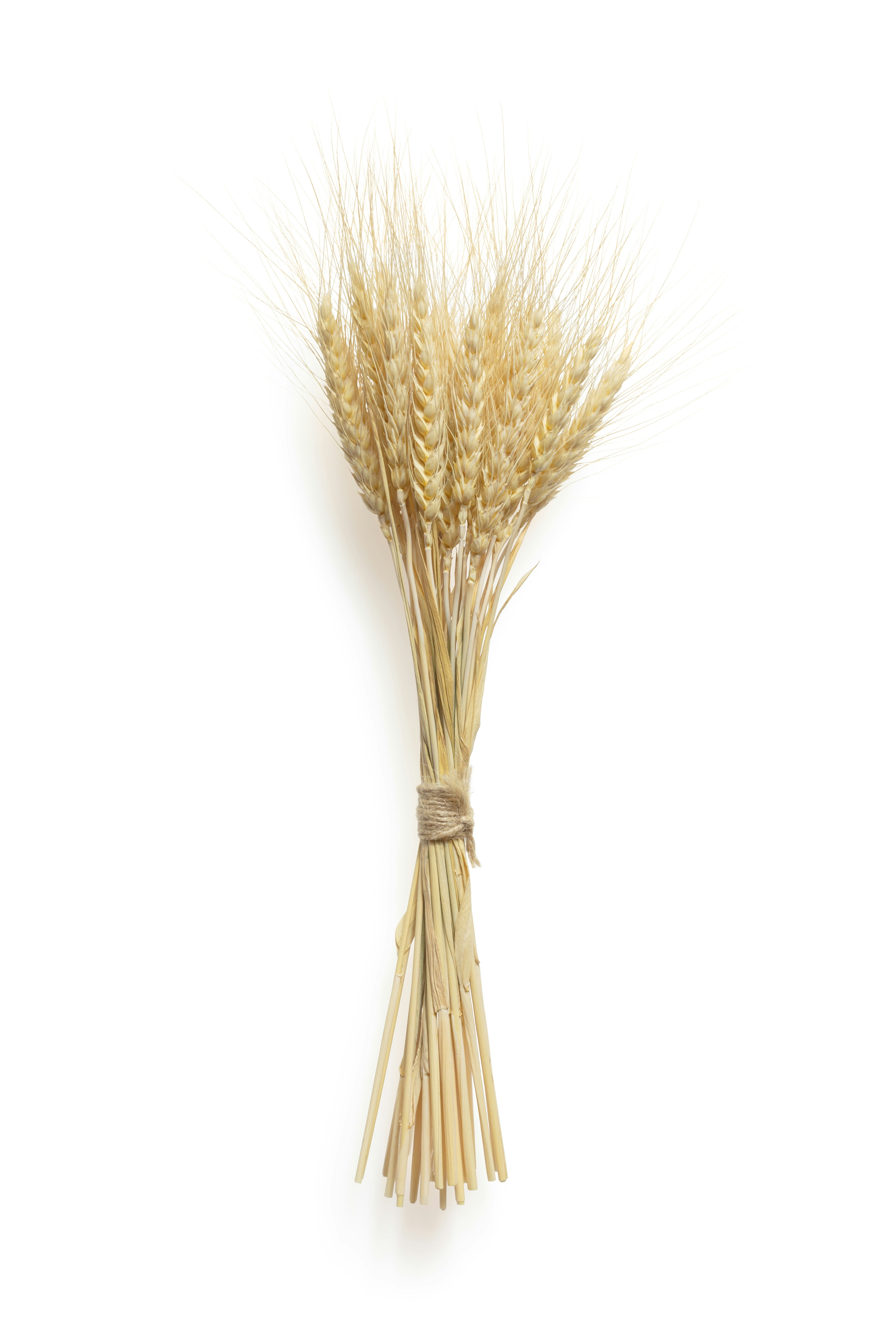 solated rye spikelets on white background