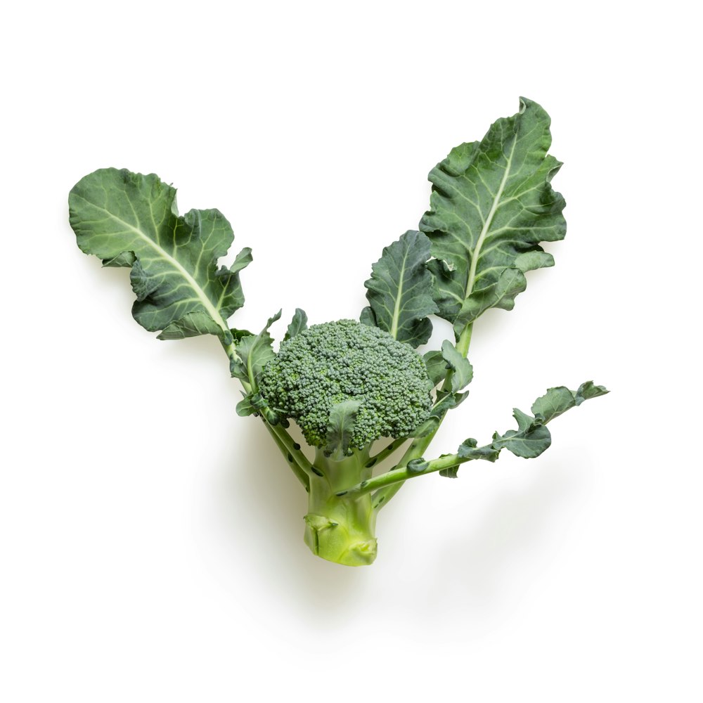 green broccoli on white background