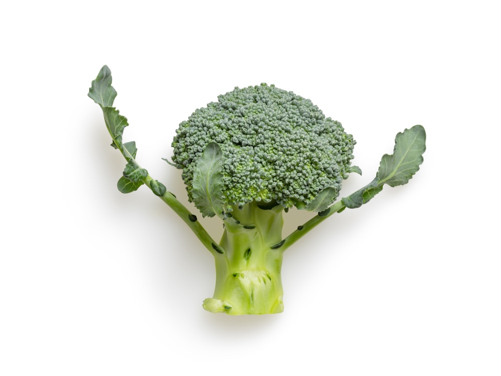 green broccoli on white background