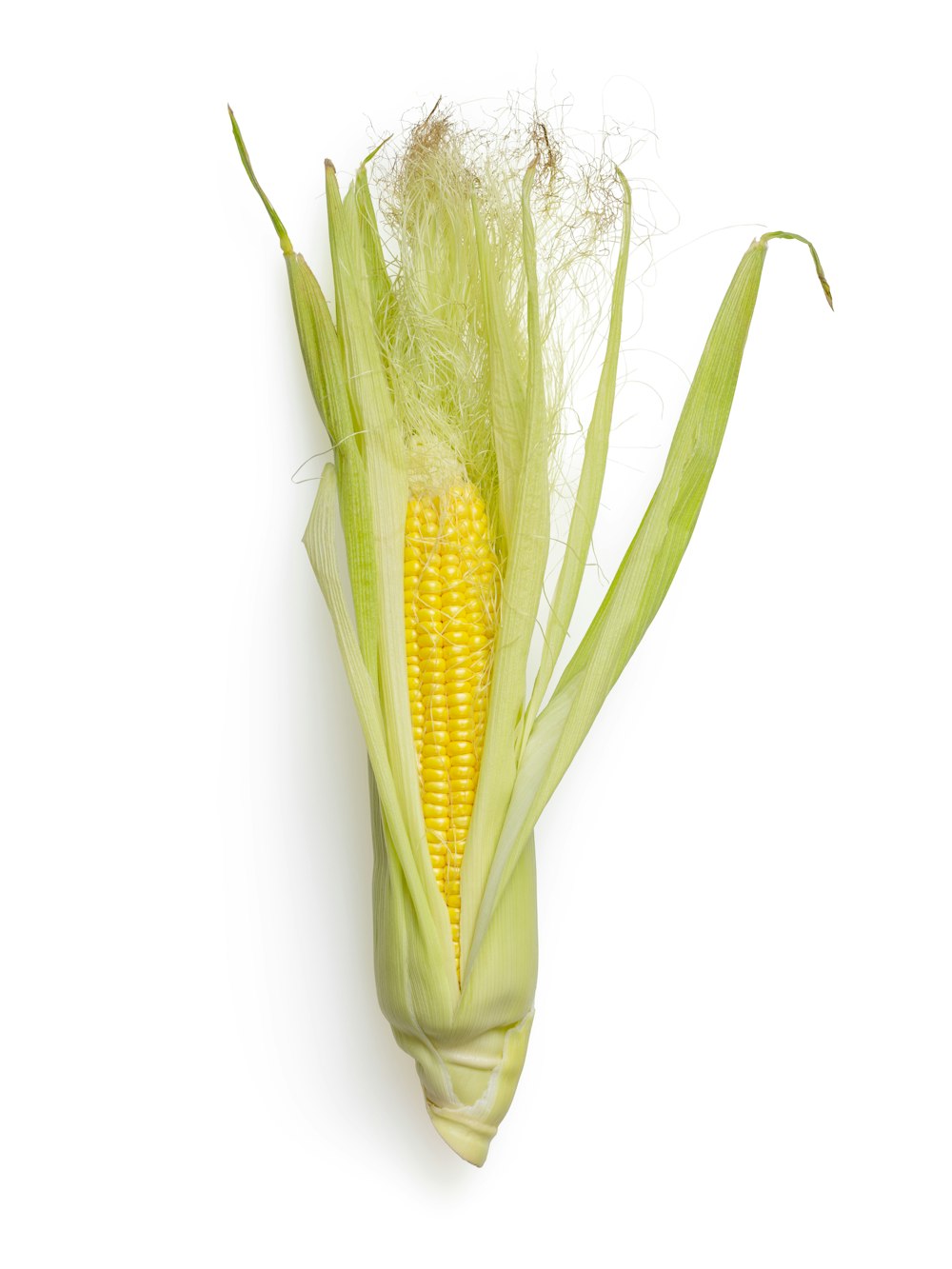 yellow and green corn illustration