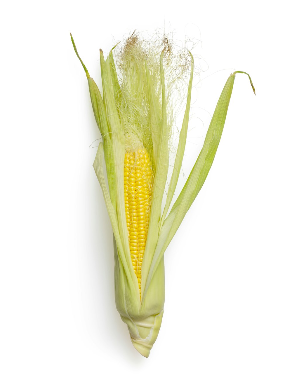 Ilustración de maíz amarillo y verde