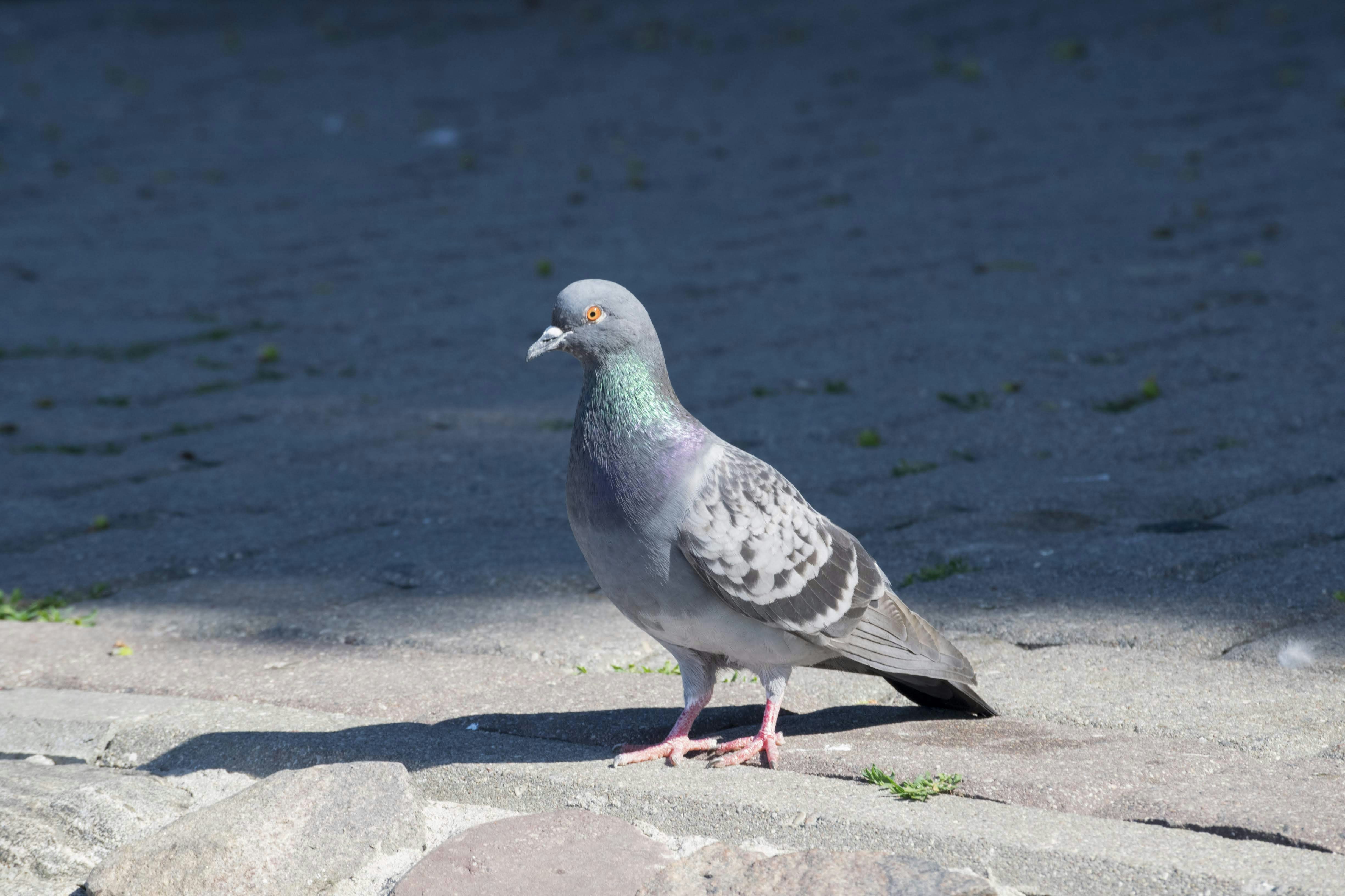 Photo by mariuskarotkis