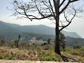 A tree with sparse branches stands in the foreground overlooking a valley filled with dense forest. In the distance, small clustered buildings suggest a village amidst the greenery. The background is marked by rolling hills under a clear sky.