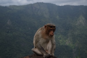 Macaque Max