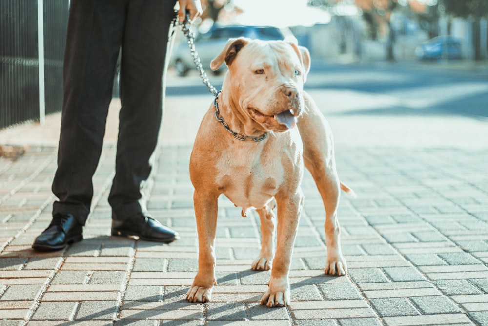 brown and white american pitbull terrier mix sitting on sidewalk during daytime