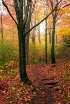 A forest scene during autumn, featuring a winding path covered with fallen leaves. The tall trees display vibrant foliage in shades of red, orange, and yellow, creating a warm and inviting atmosphere. Soft light filters through the canopy, illuminating the colorful leaves.