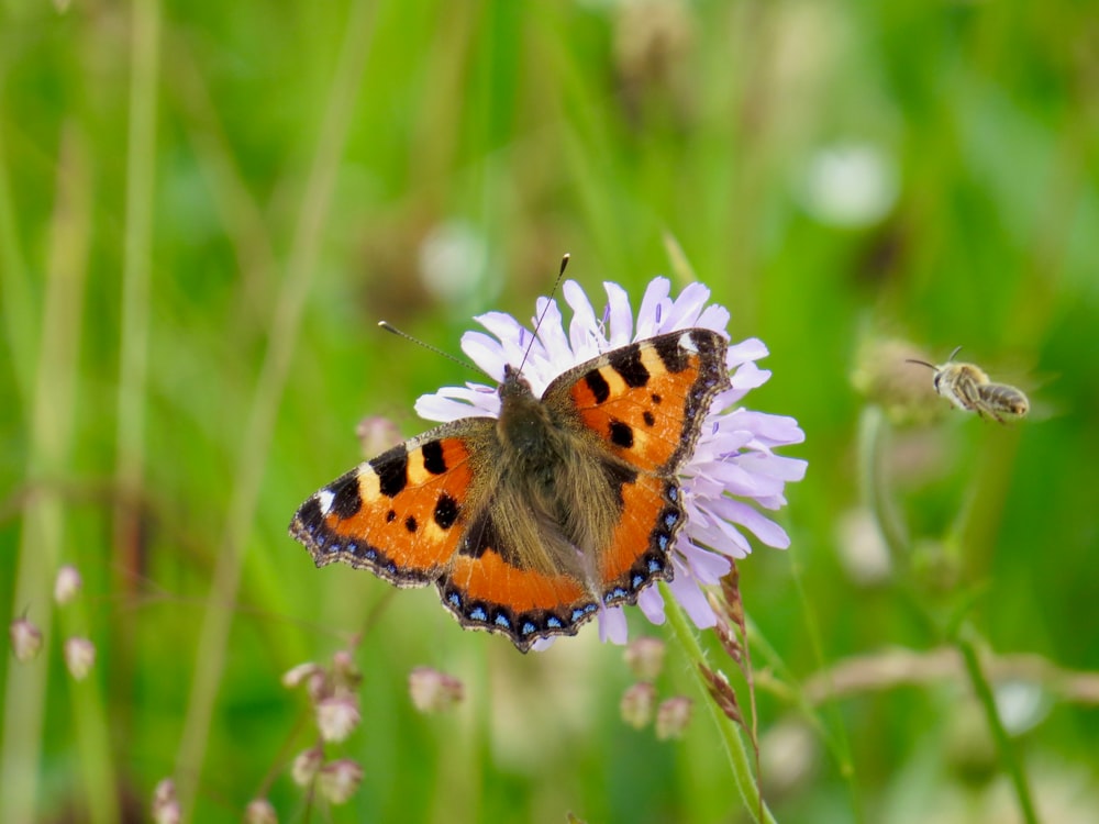 farfalla arancione in bianco e nero appollaiata su fiore bianco in fotografia ravvicinata durante il giorno