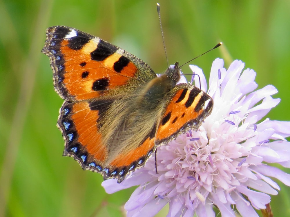 brown black and white butterfly perched on purple flower