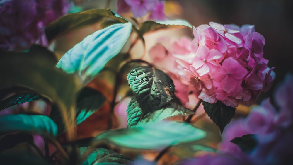 flor rosa e branca na lente tilt shift