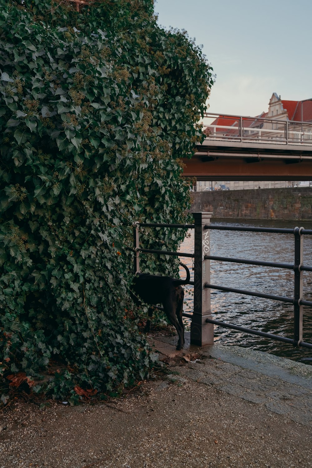black short coat dog near body of water during daytime