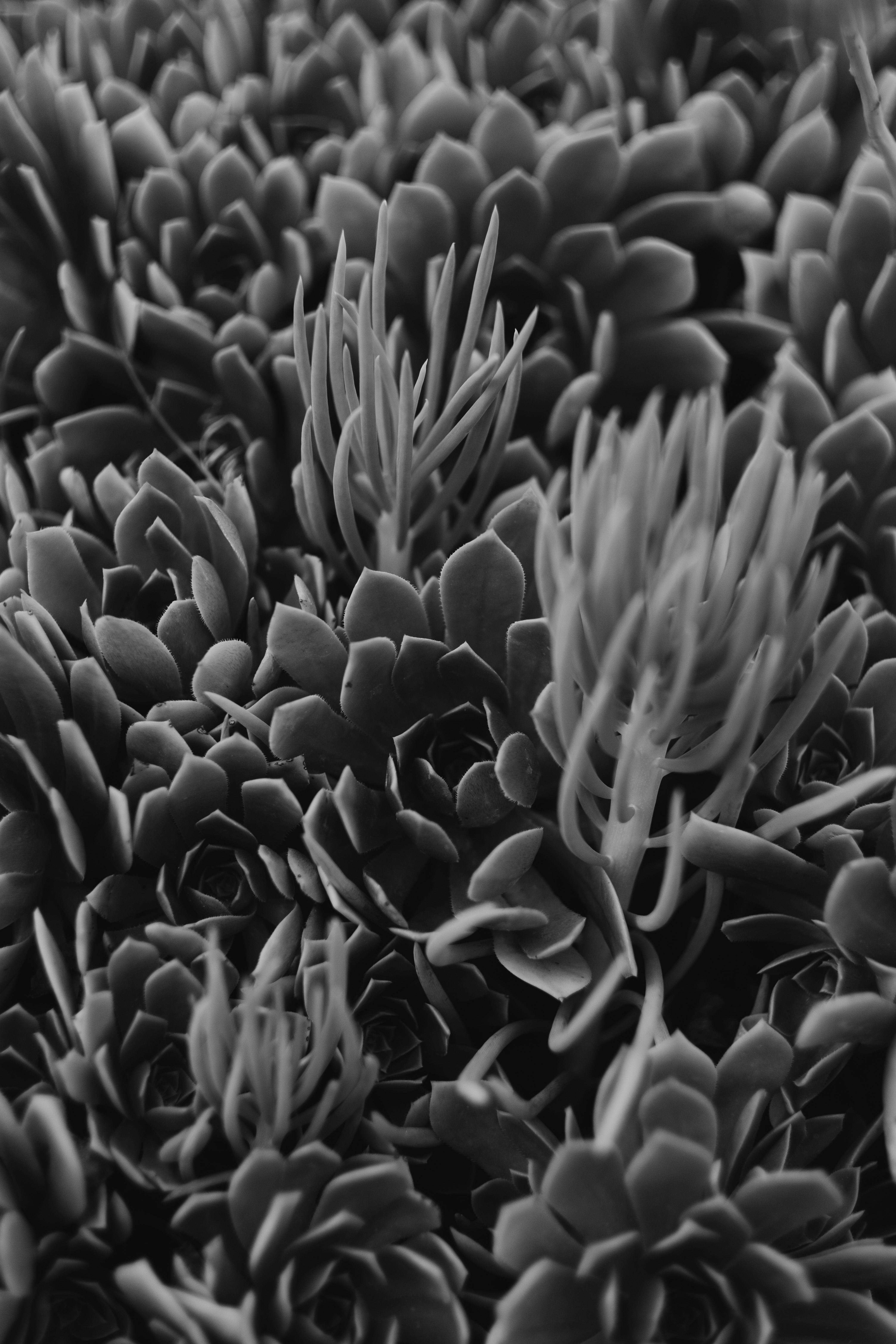 grayscale photo of flower buds