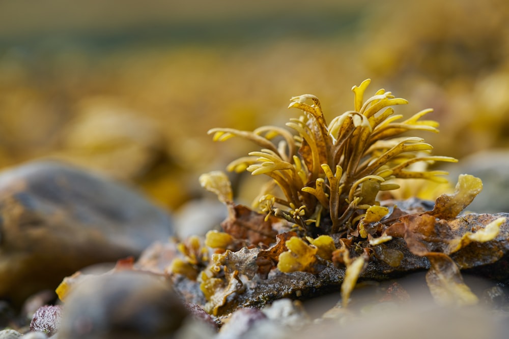 yellow flower on gray stone