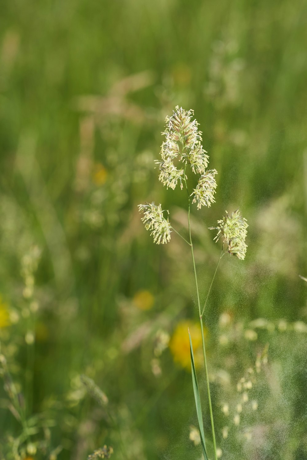 white flower in tilt shift lens