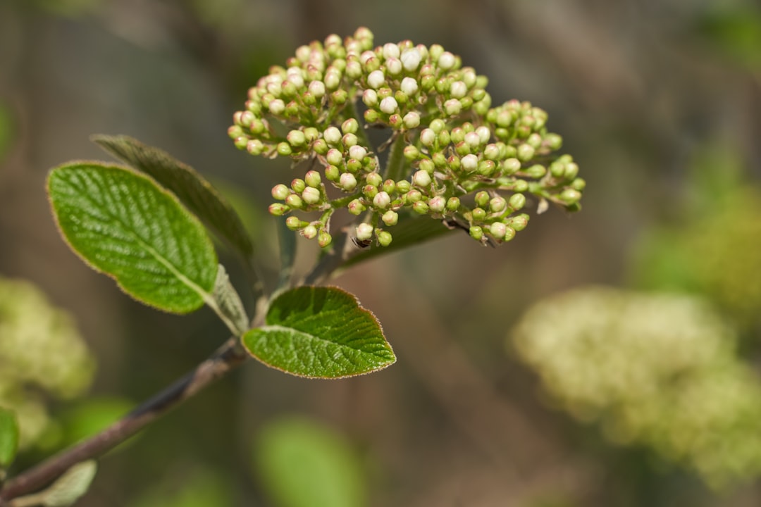 green round fruits on brown stem