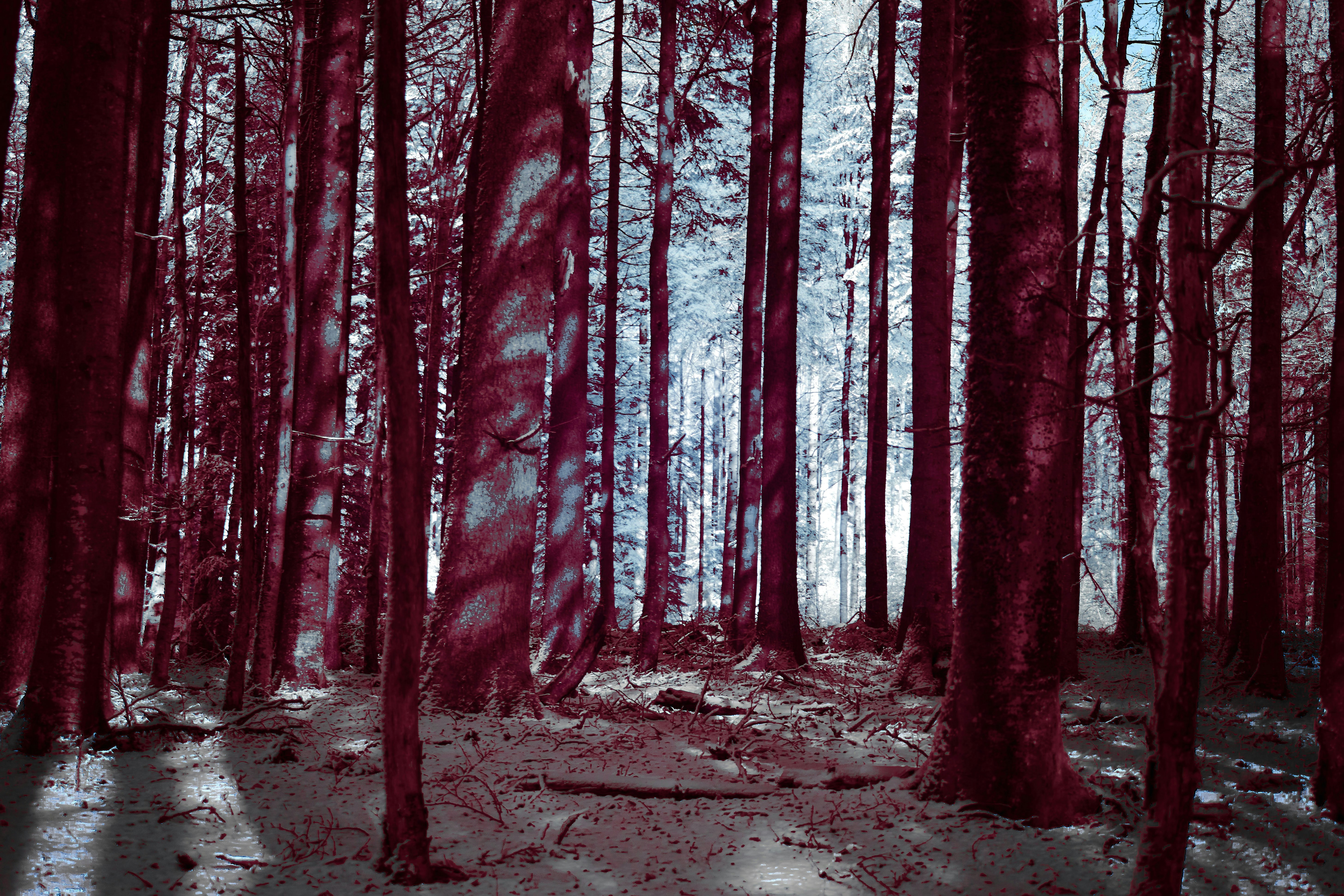 Photo by wolfgang_hasselmann