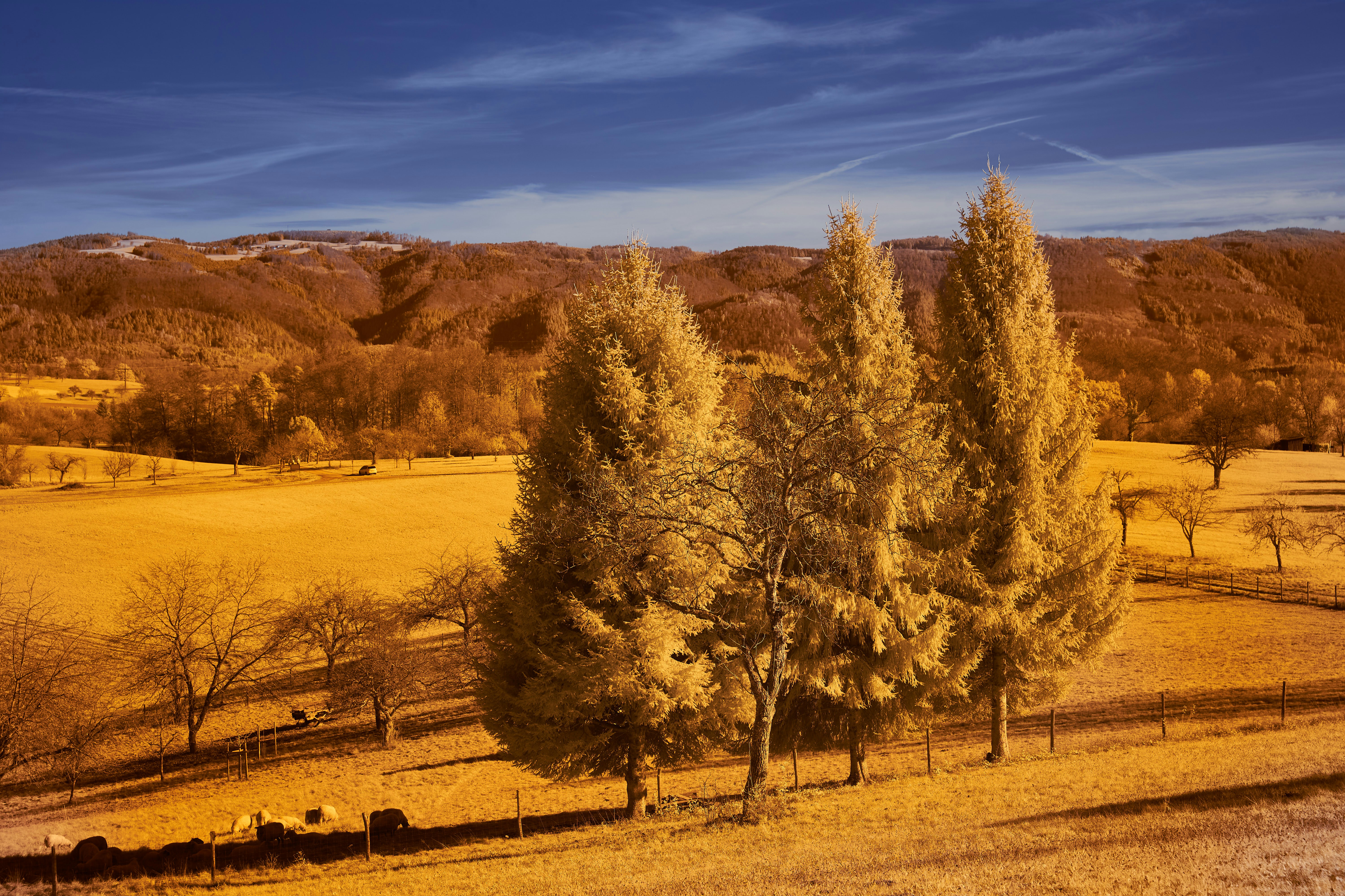 Photo by wolfgang_hasselmann