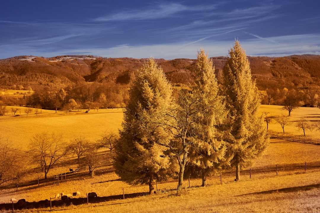 green and brown trees under blue sky during daytime