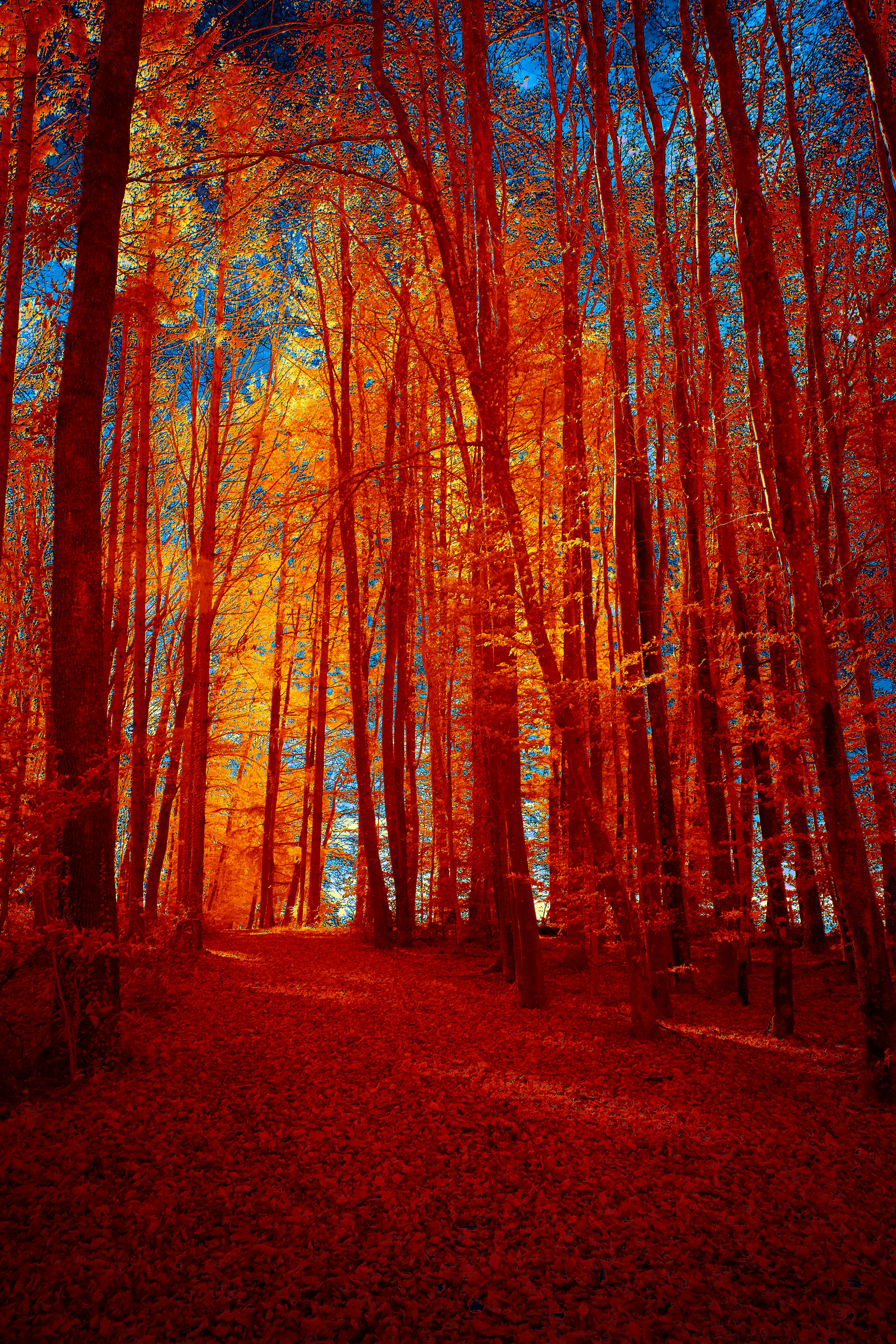 Photo by wolfgang_hasselmann